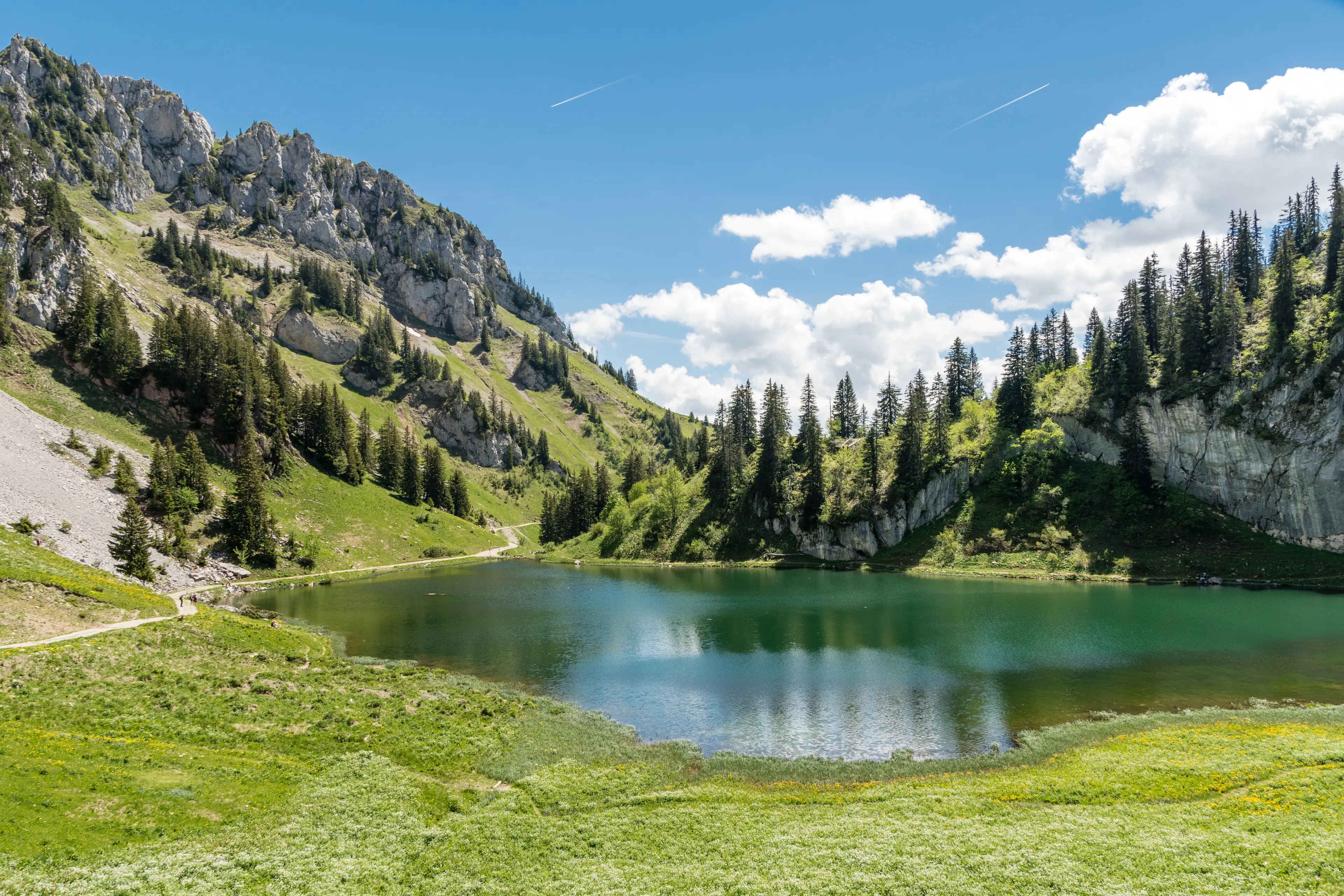 The team analyzed trees in the French Alps.