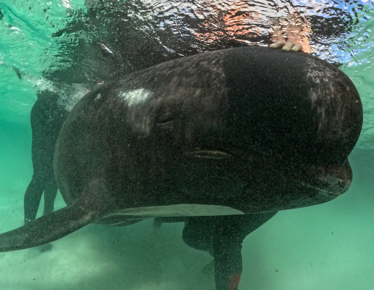 Numerous experts and volunteers came to help the whales (Facebook/Parks and Wildlife Service, Western Australia)