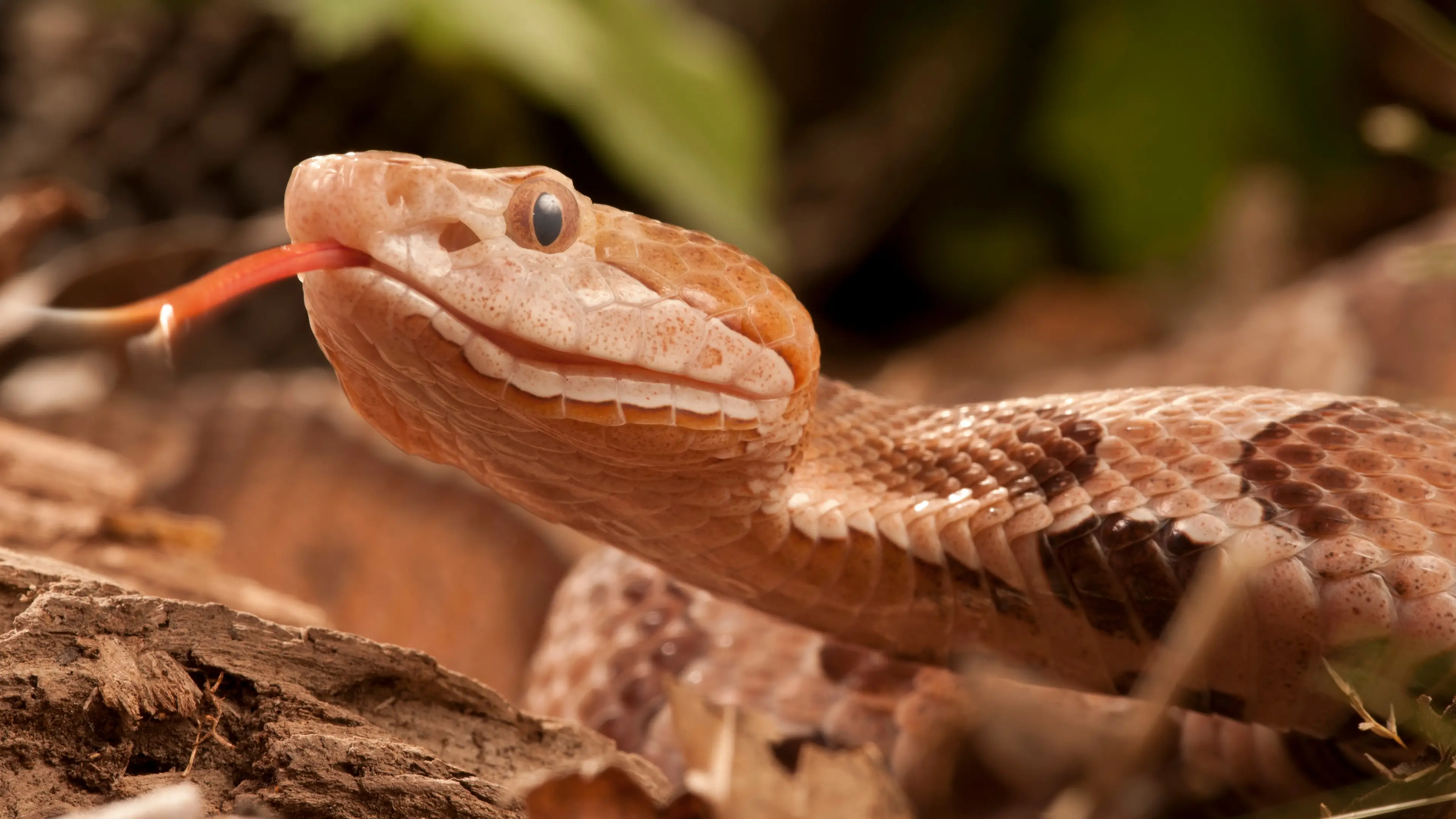 McDonald Wildlife Photography Inc. / Getty Images