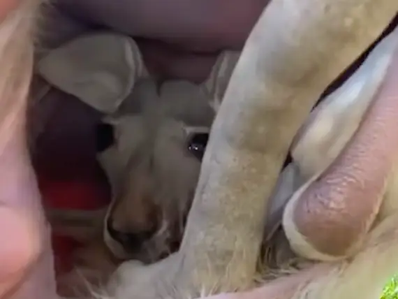 Joeys remain in the kangaroo's pouch for about 50 months (Lessons Learned In Life/AnimalEdventures)