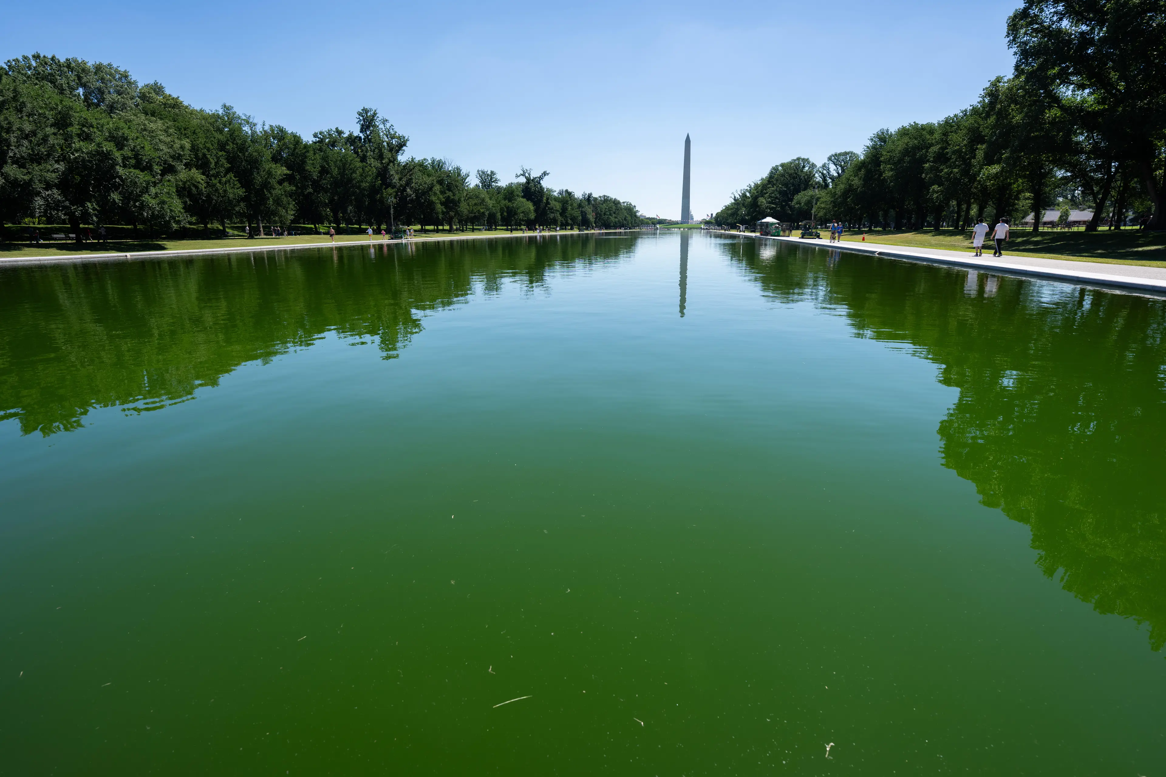 The pool is a very bright green color (Aaron Schwartz/Bloomberg via Getty Images)
