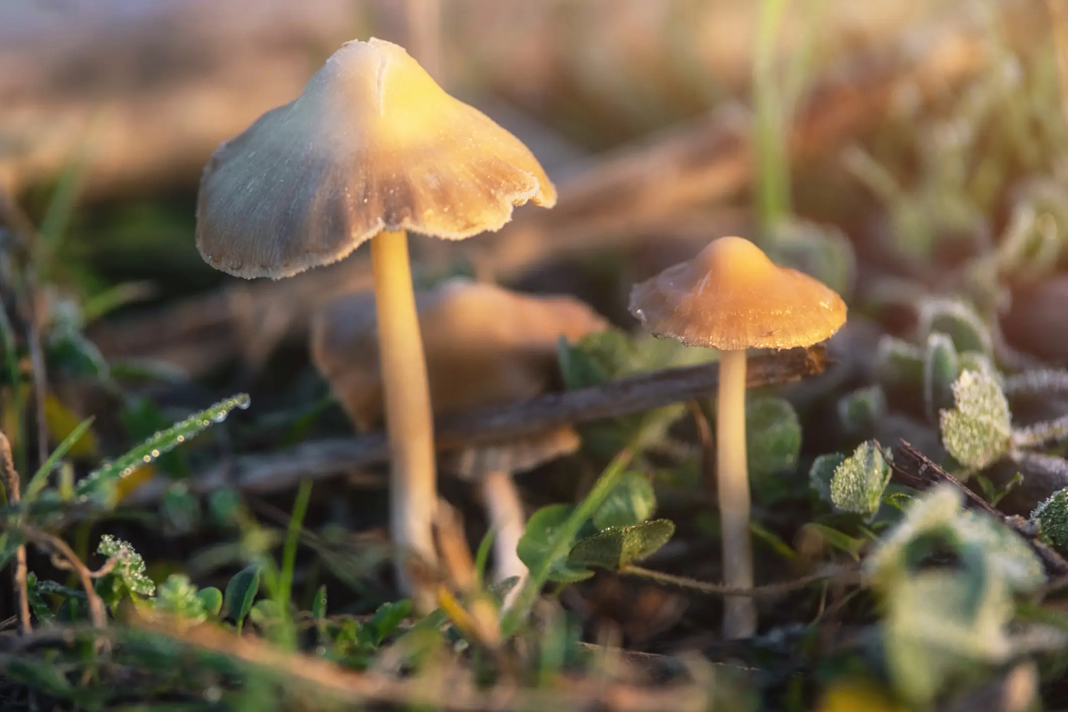 Magic mushrooms occur naturally all over the world and are increasingly the focus of health research (Getty Stock Image)