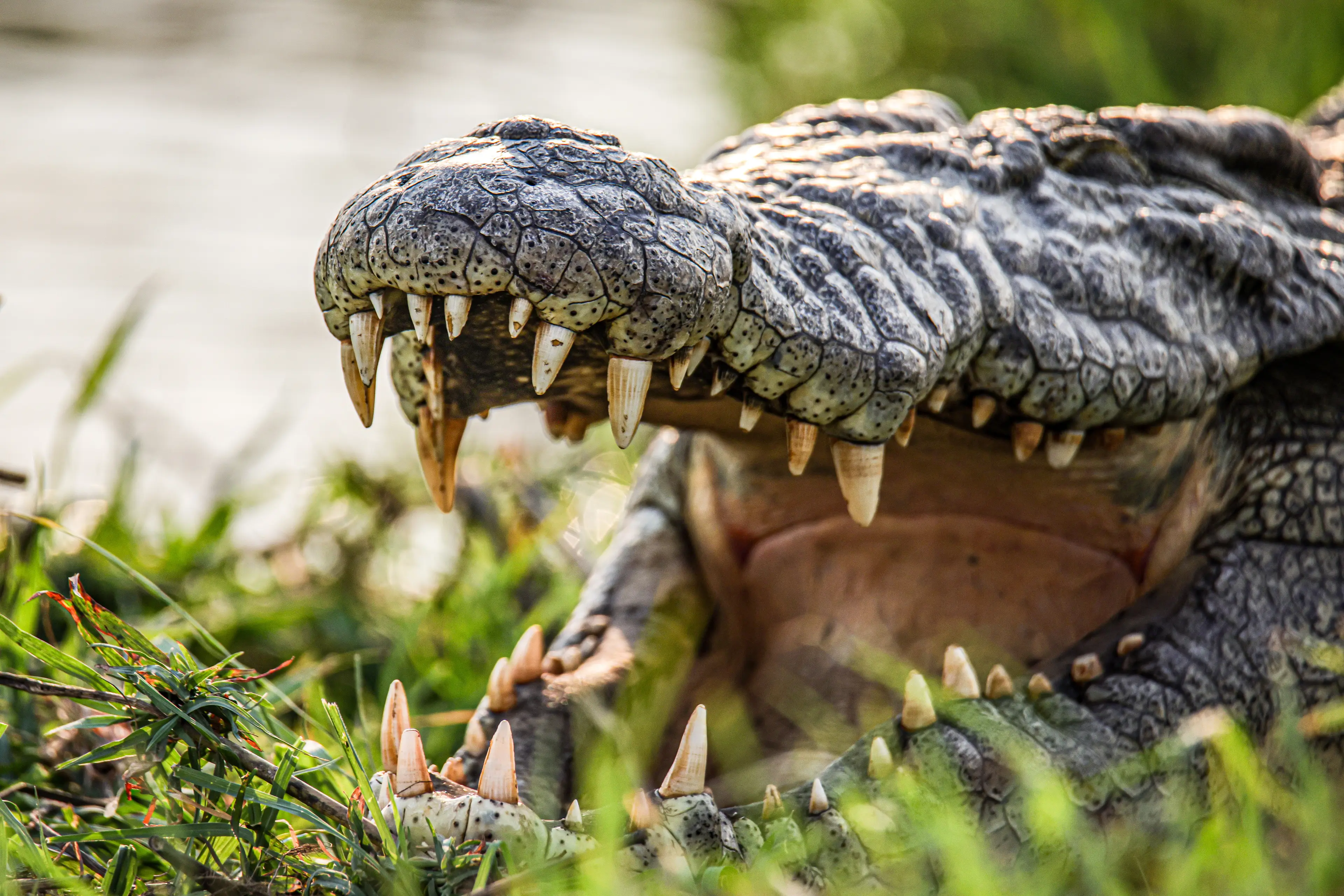 The ancestors of modern crocodiles roamed the Earth even before the dinosaurs (Axelle/Bauer-Griffin/FilmMagic/Getty)