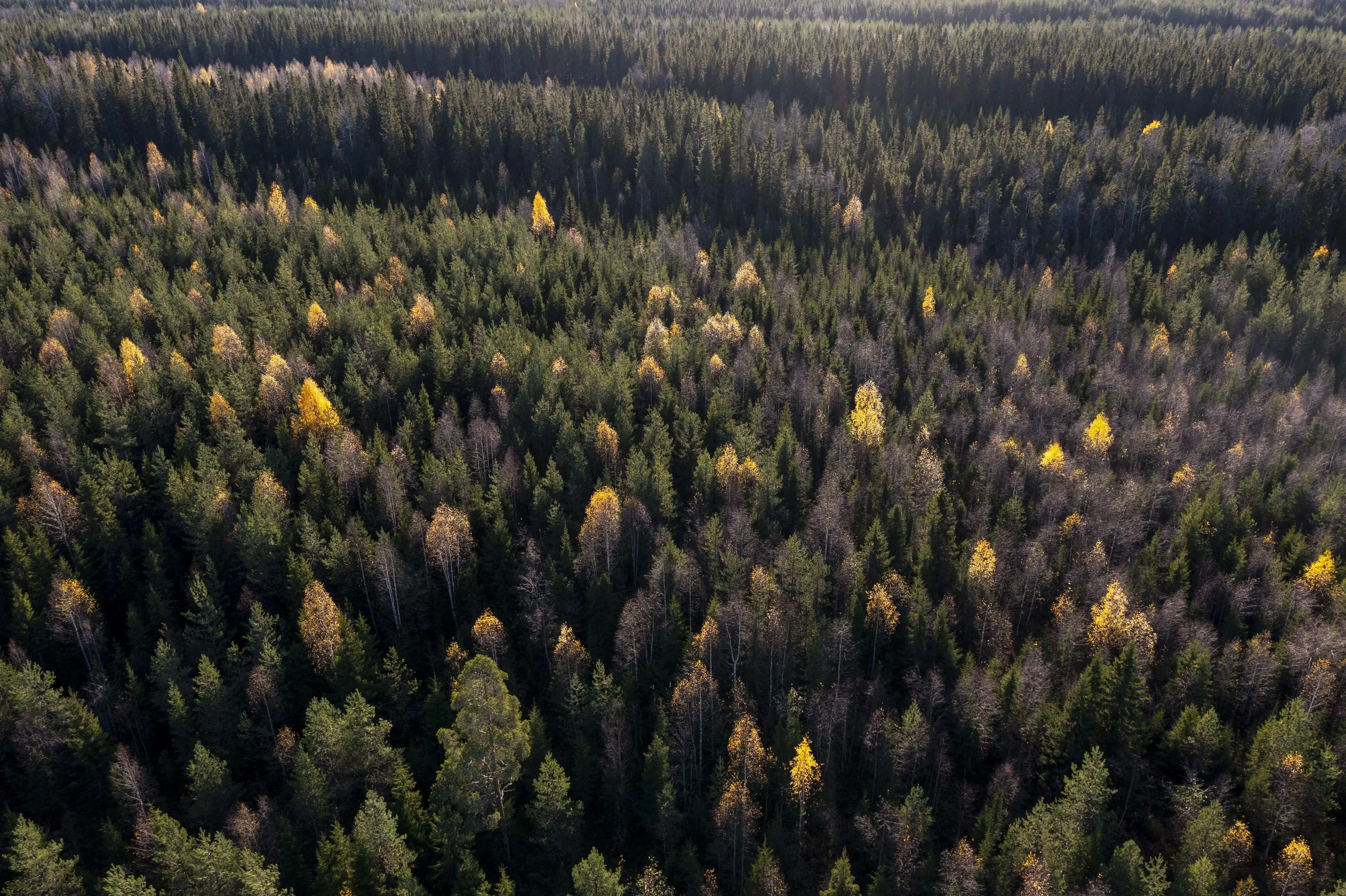 The boreal forests suffered a huge decline in carbon absorption (OLIVIER MORIN/AFP via Getty Images)