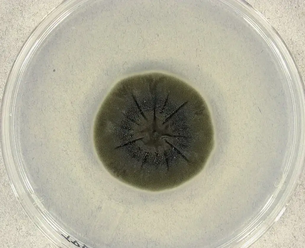 The black fungus has been found to absorb radiation (PA)