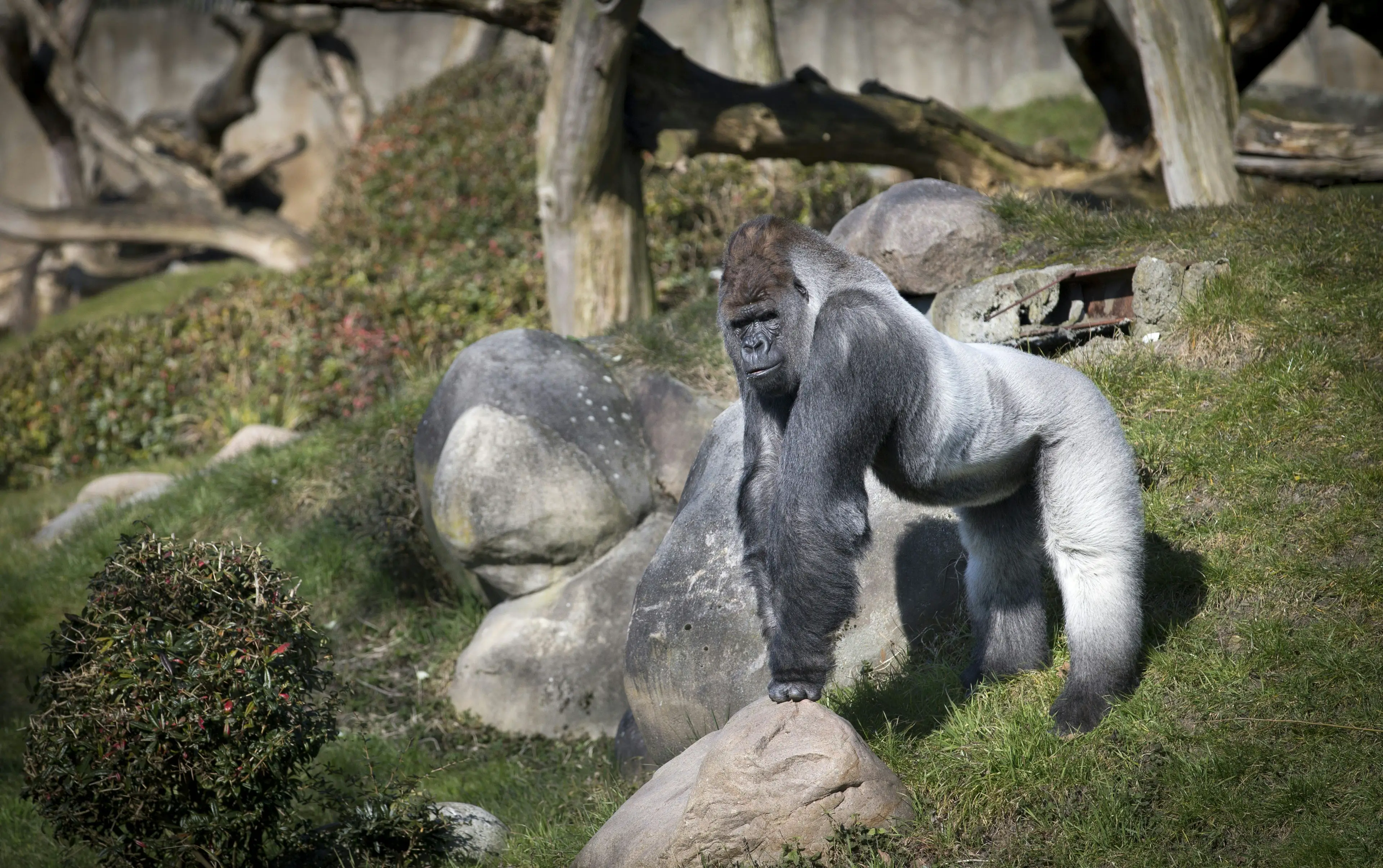 Bokito the gorilla managed to escape his enclosure (JERRY LAMPEN/AFP via Getty Images)