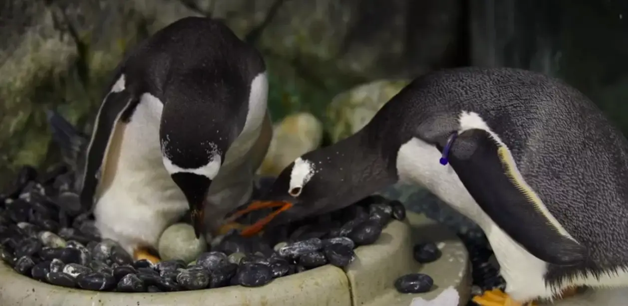 Sphen, one half of Sea Life Syndey's 'penguin power couple', has died. (Sea Life Sydney)