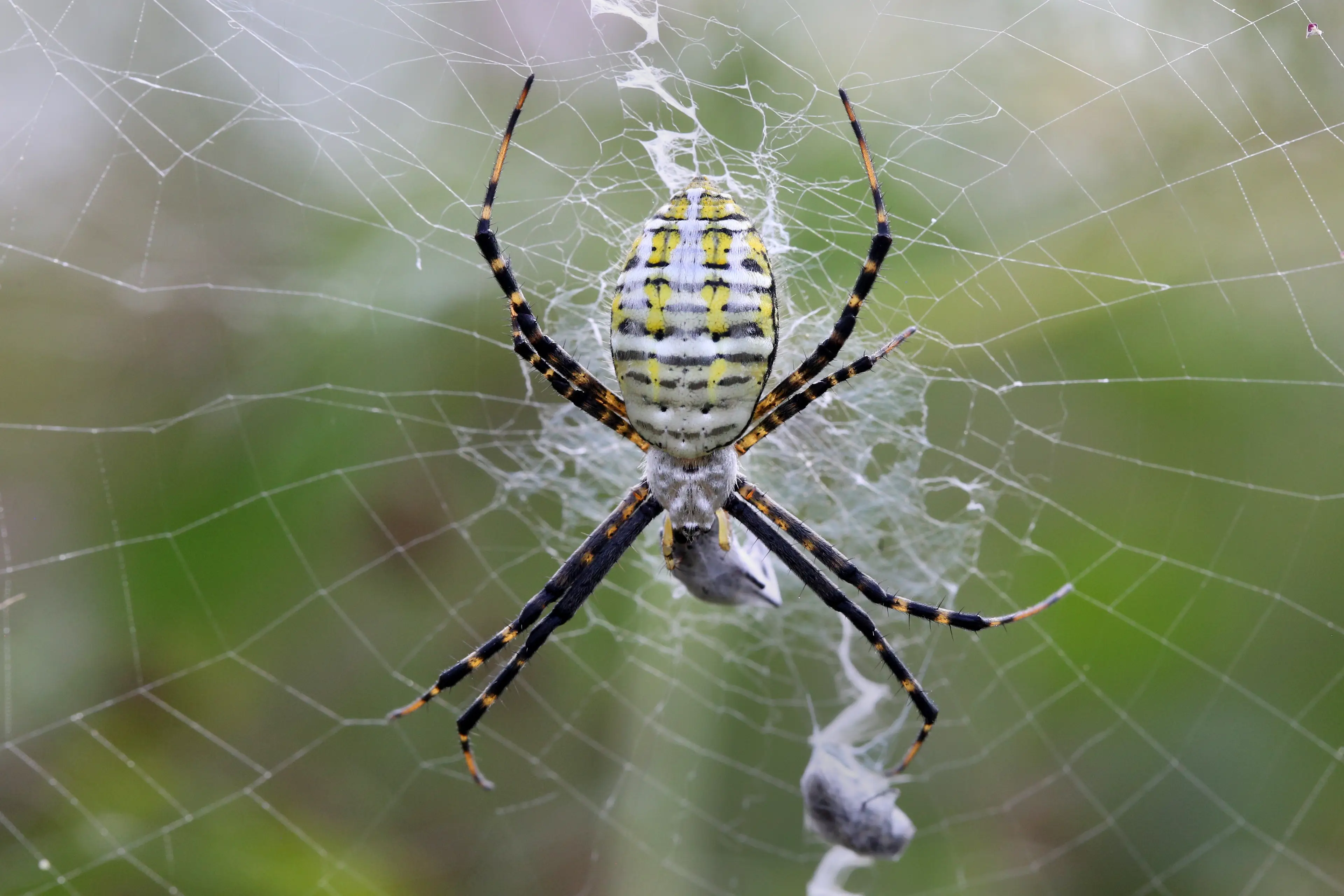 Coming to a lawn near you soon (Creative Touch Imaging Ltd./NurPhoto via Getty Images)