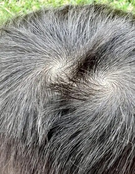 The bad boy in action.