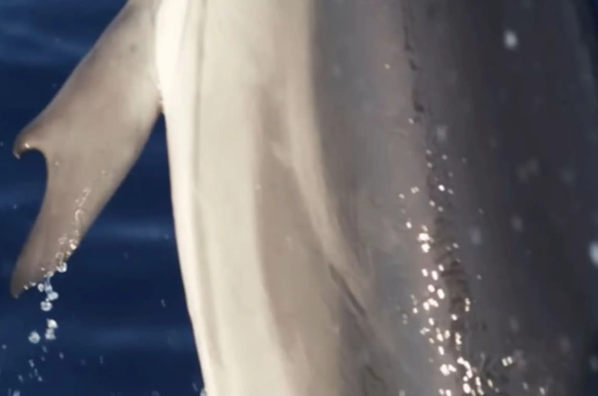 A dolphin with a 'thumb' or 'hook like' feature on its fins has been spotted near Greece. (Alexandros Frantzis/Pelagos Cetacean Research Institute)