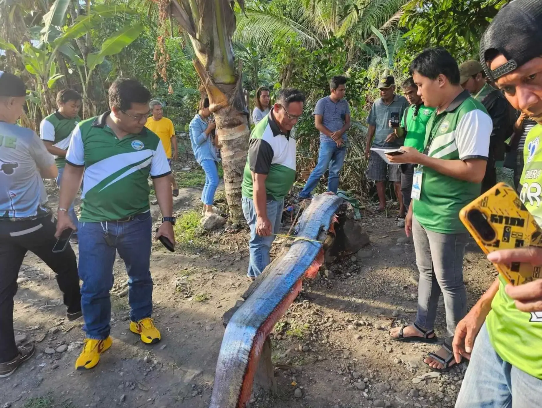 The oarfish was found in the Philippines.