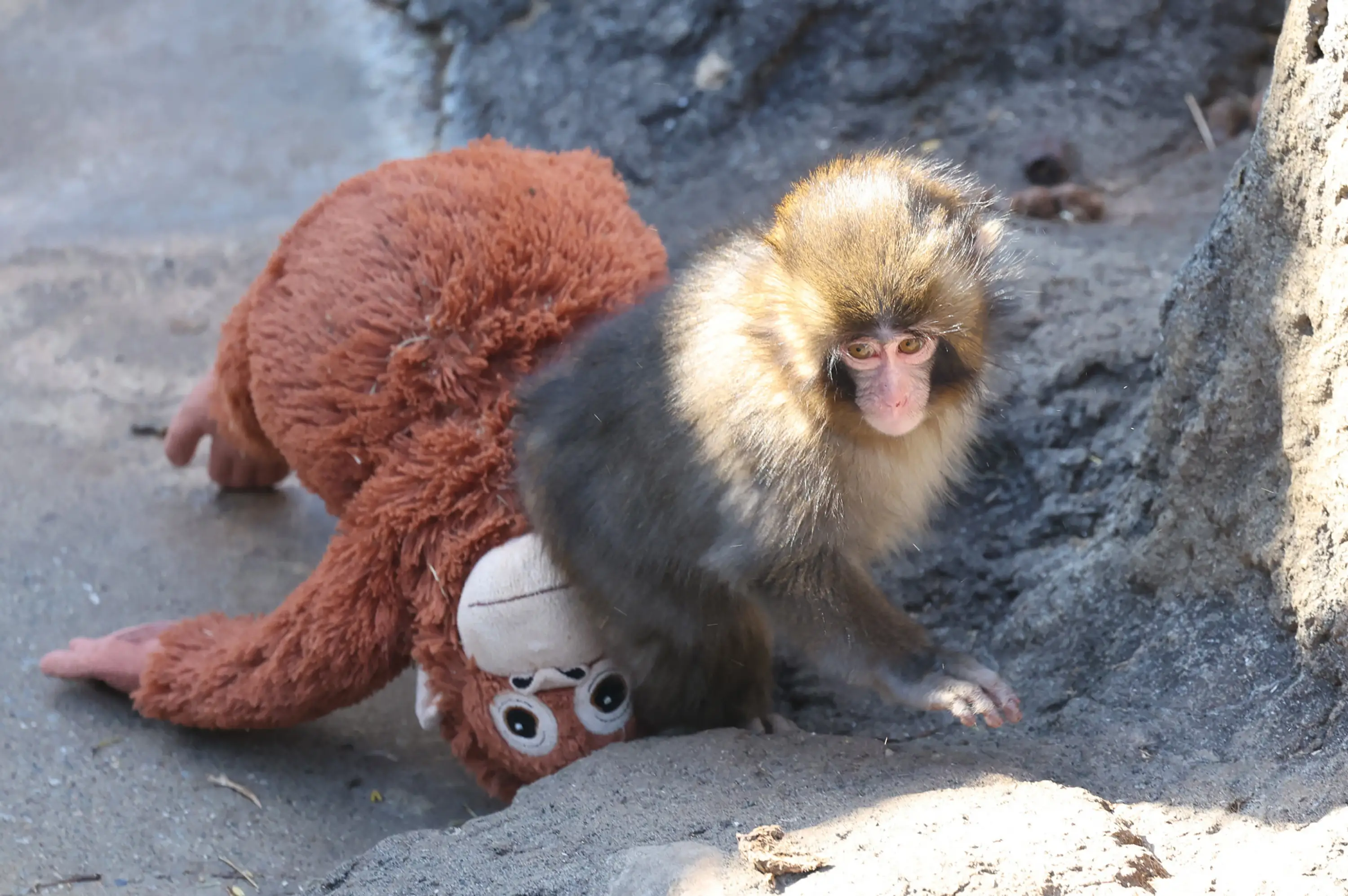 Punch the Monkey has had a tricky start to life (JIJI PRESS/AFP via Getty Images)