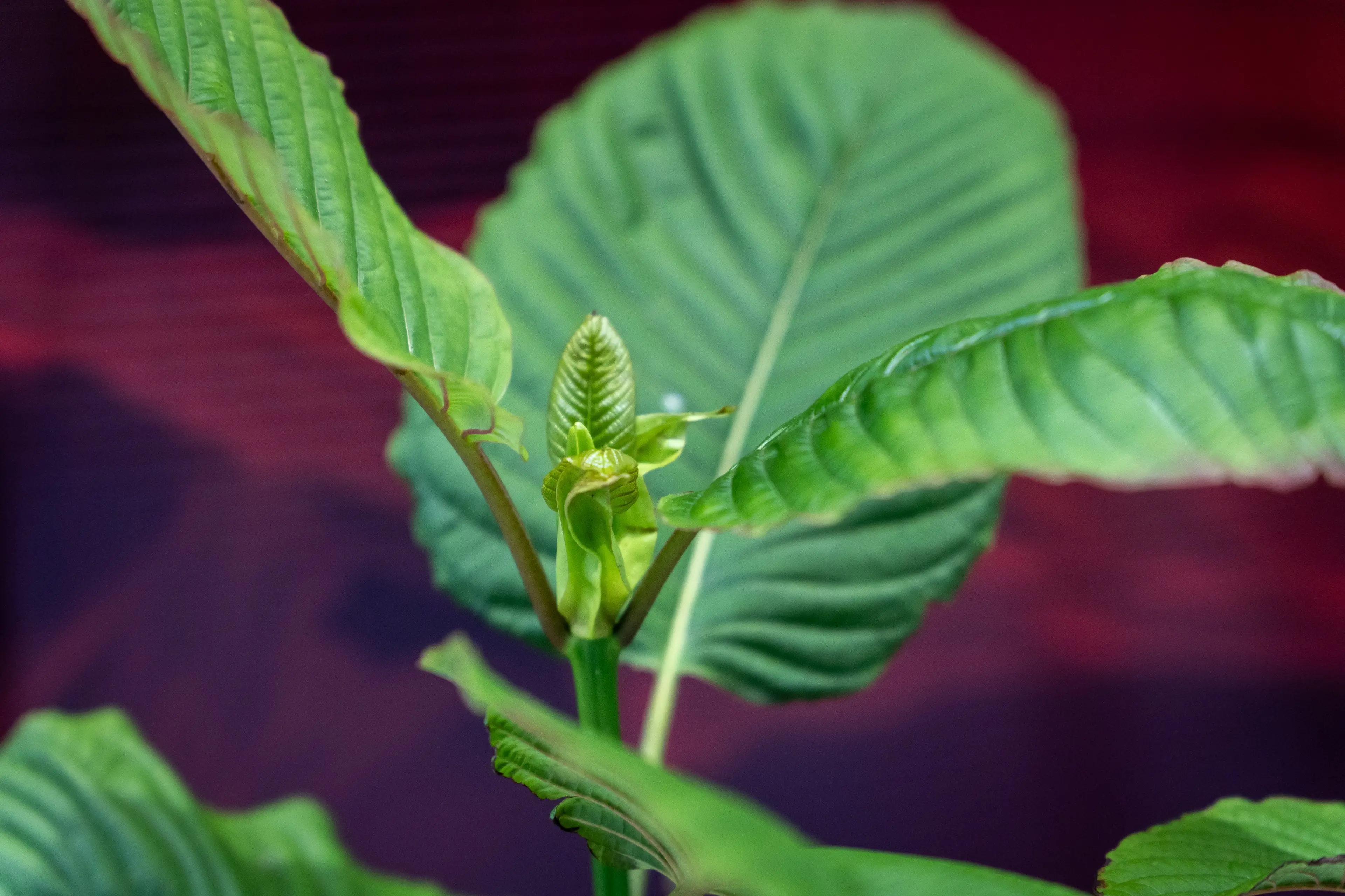 High doses of Kratom can produce frightening problems (Nathalie Jamois/SOPA Images/LightRocket via Getty Images)
