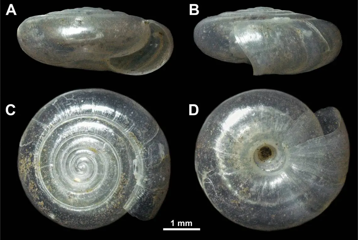 The new species of snail have almost-translucent shells. (Gojšina, Vesović, Ćurčić, Karan-Žnidaršič, Mitrović and Dedov)