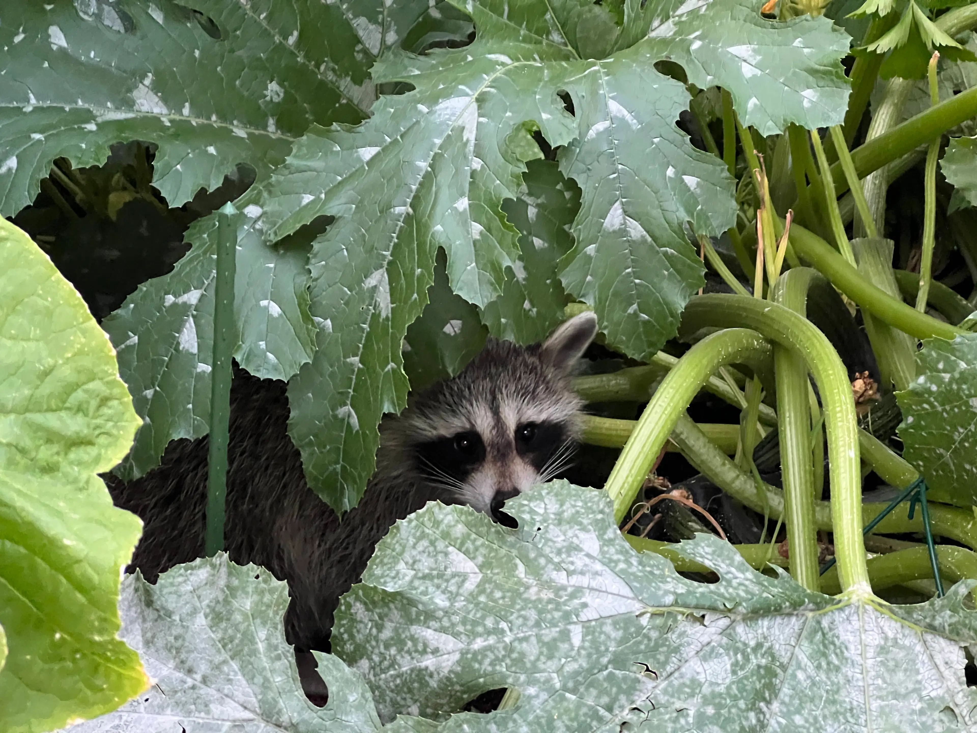 Symptoms of the disease typically appear within two to four weeks of being infected (Creative Touch Imaging Ltd./NurPhoto via Getty Images) 
