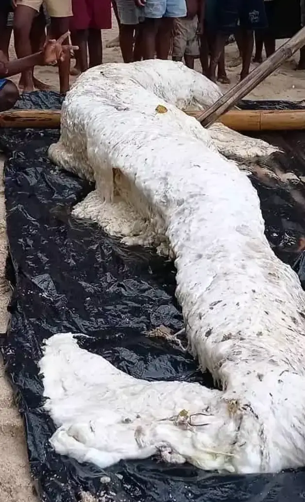 Locals buried it before a DNA sample was taken.