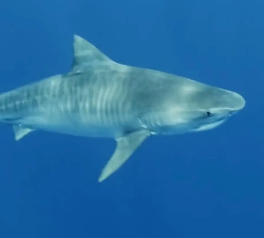 Tiger sharks are one of the few shark species which can actively be a danger to humans.