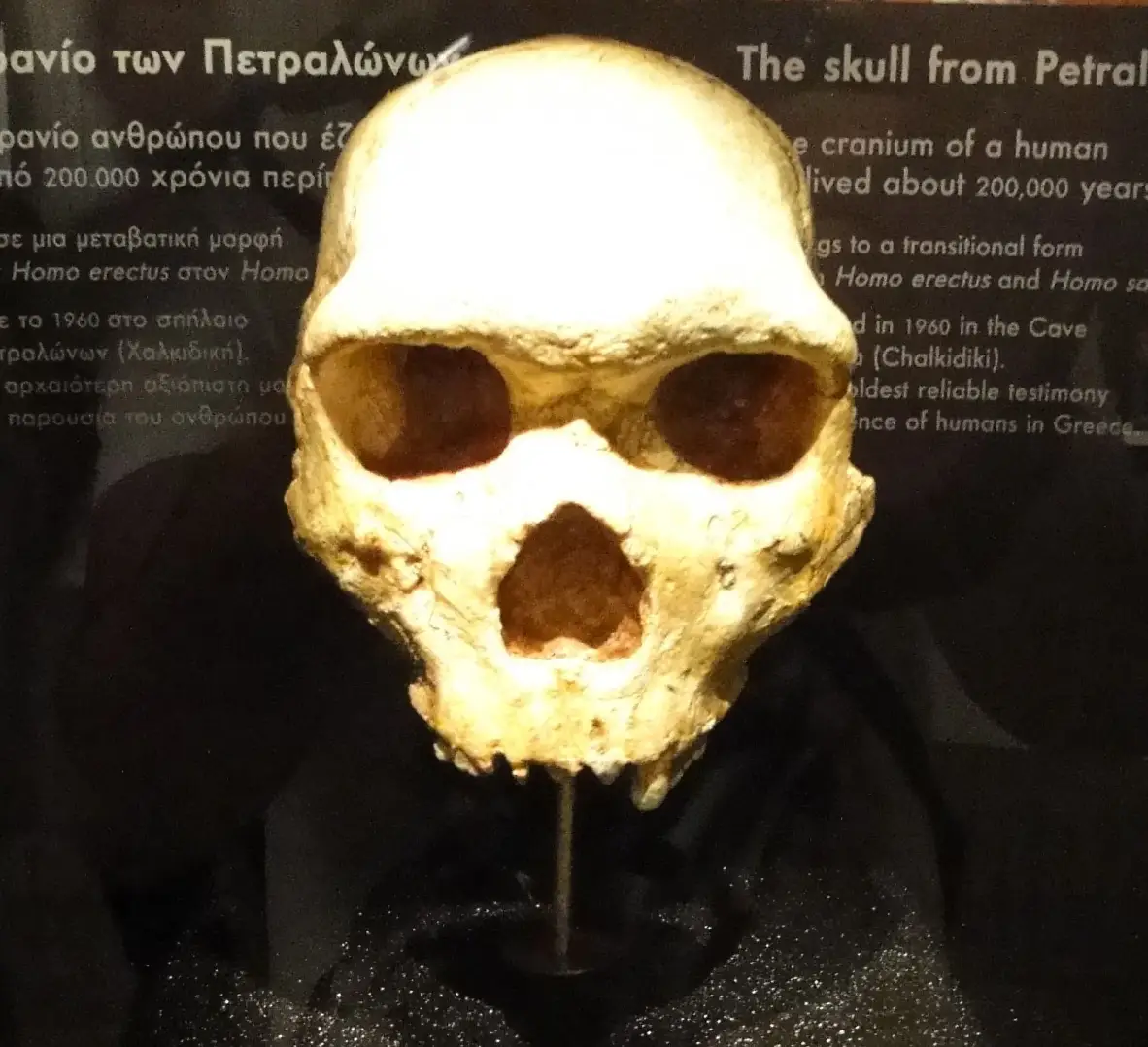 The skull was first discovered in 1960 (WikiMedia Commons)