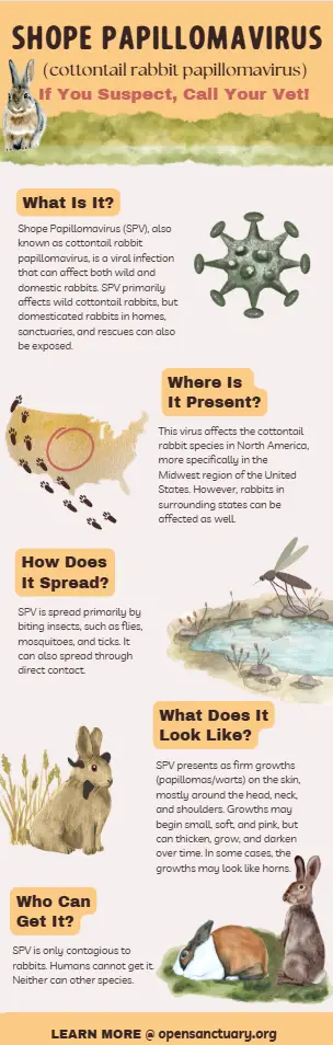 The Open Sanctuary describes the disease potentially 'interfering' with a rabbit's ability to eat or breath (Open Sanctuary)