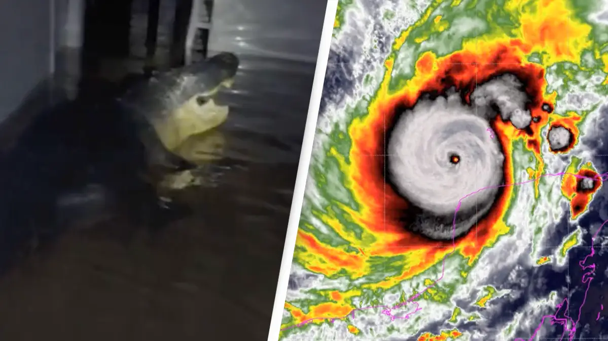 Tiktok/@wooglobe /Twitter/@philklotzbach