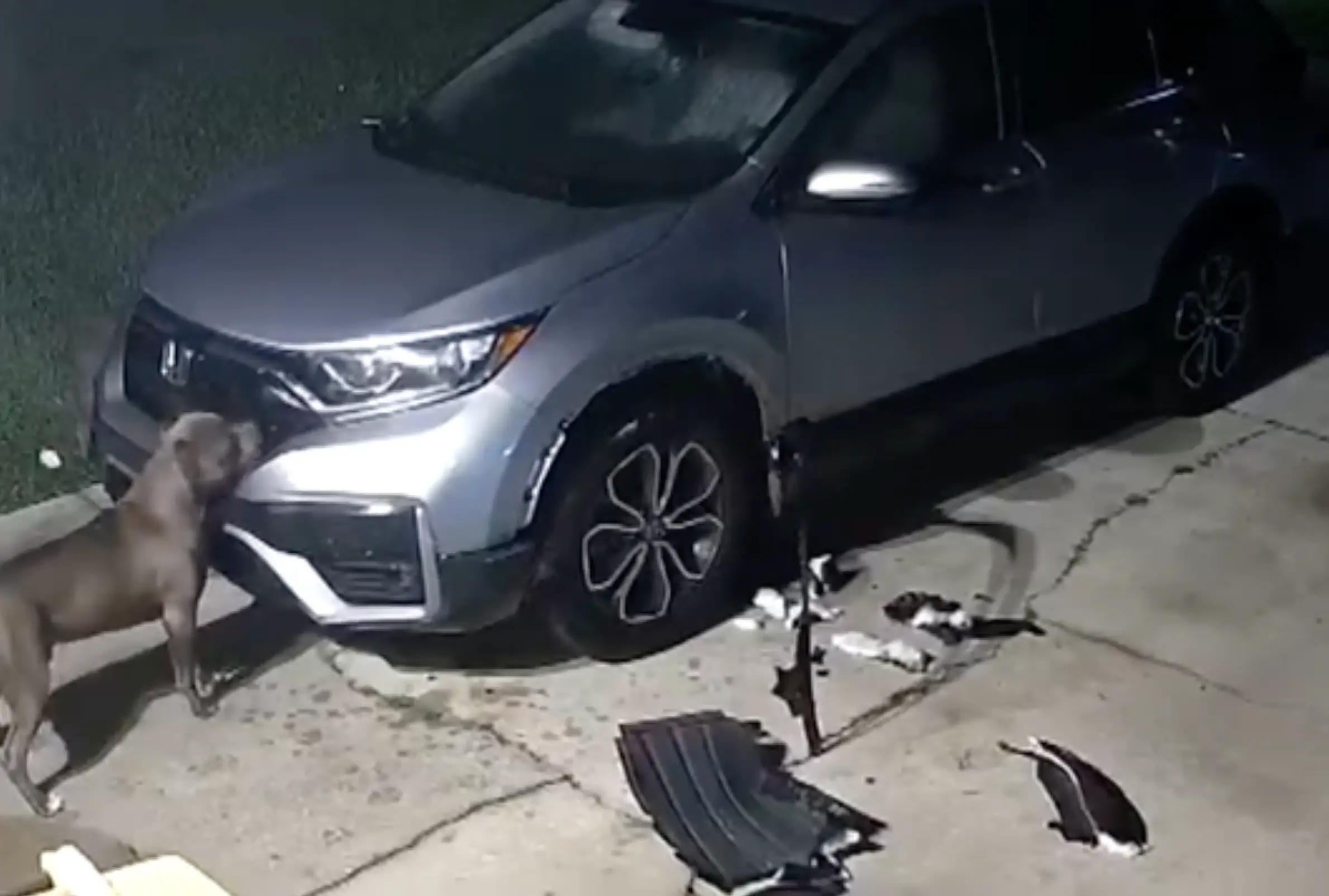 The dogs tore chunks off the car.