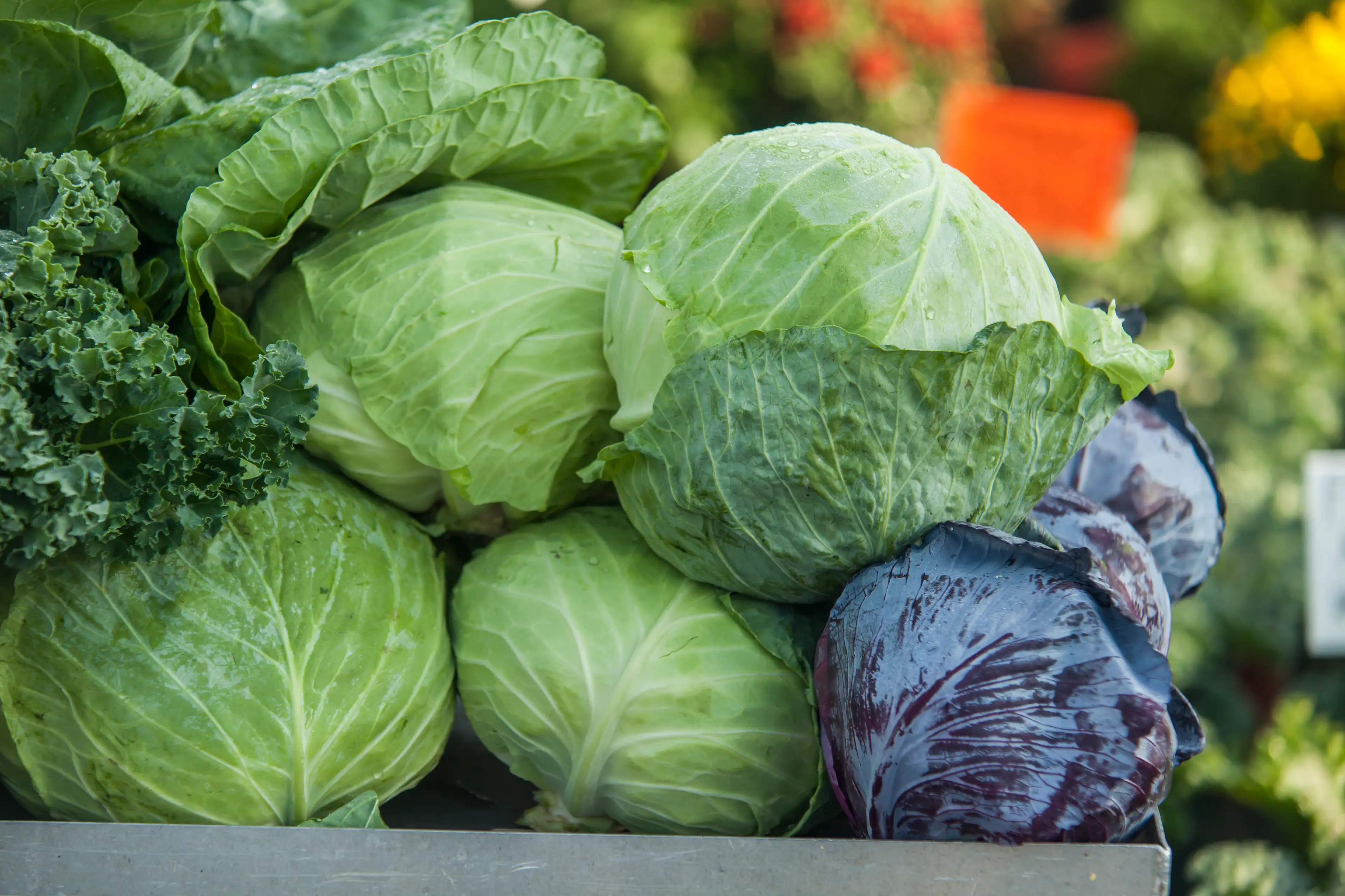 These are cabbages not lettuces (Getty Stock Image)