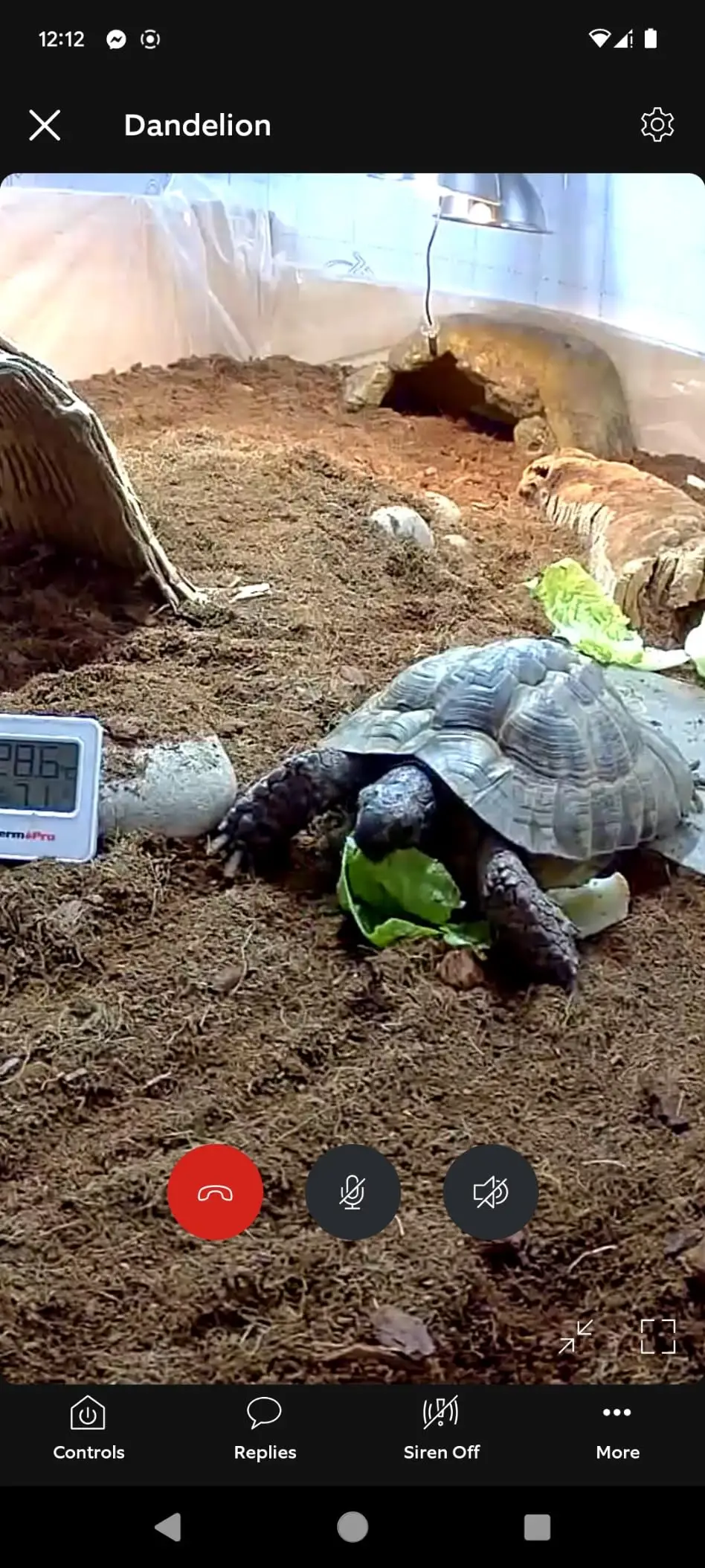 It doesn't only work for dogs and cats, how about a tortoise (Amazon Review Pics)