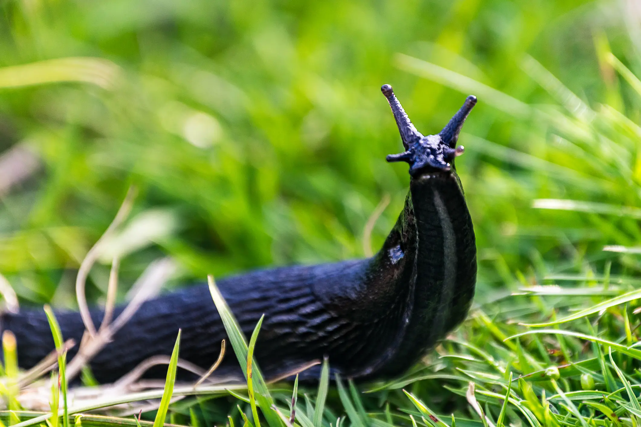 A teen eventually died after he was dared to eat a slug by his friends (Getty stock image)