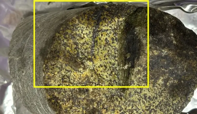 Microbes were found within a two-billion-year-old rock in South Africa. (Y. Suzuki, S. J. Webb, M. Kouduka et al. 2024/ Microbial Ecology)