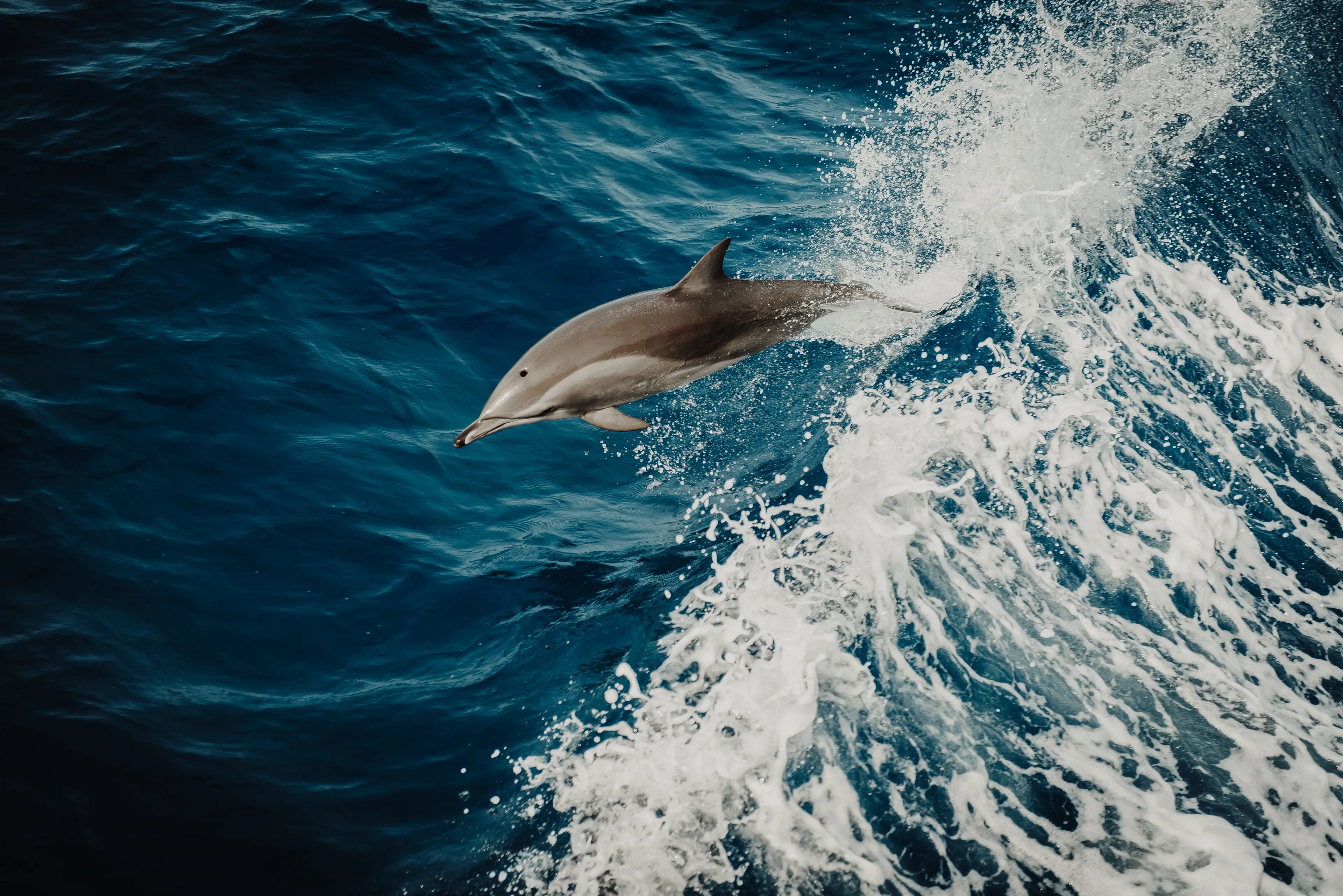 Authorities in the area believe that the same dolphin is behind the attacks (stock image).