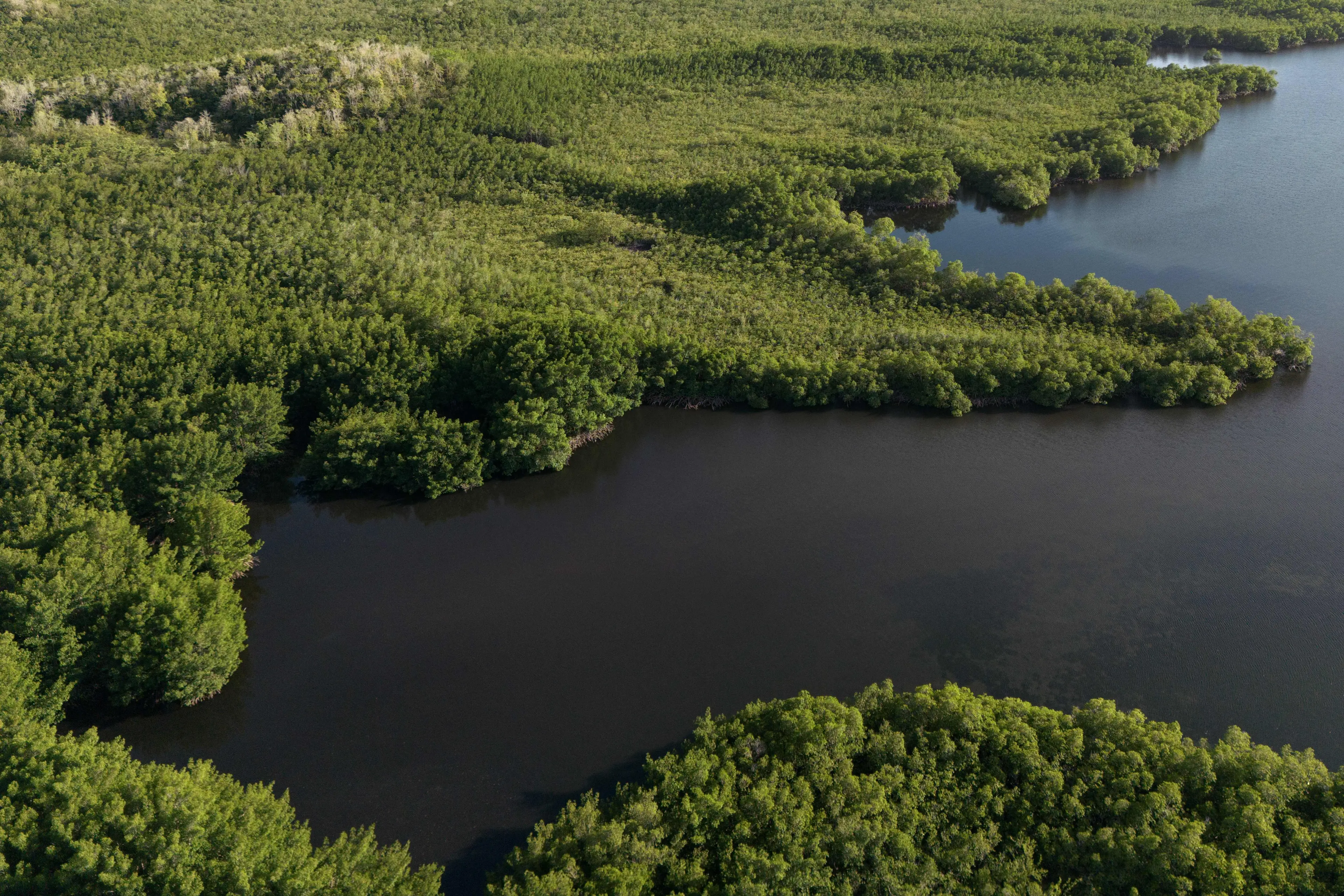 A mangrove forest.