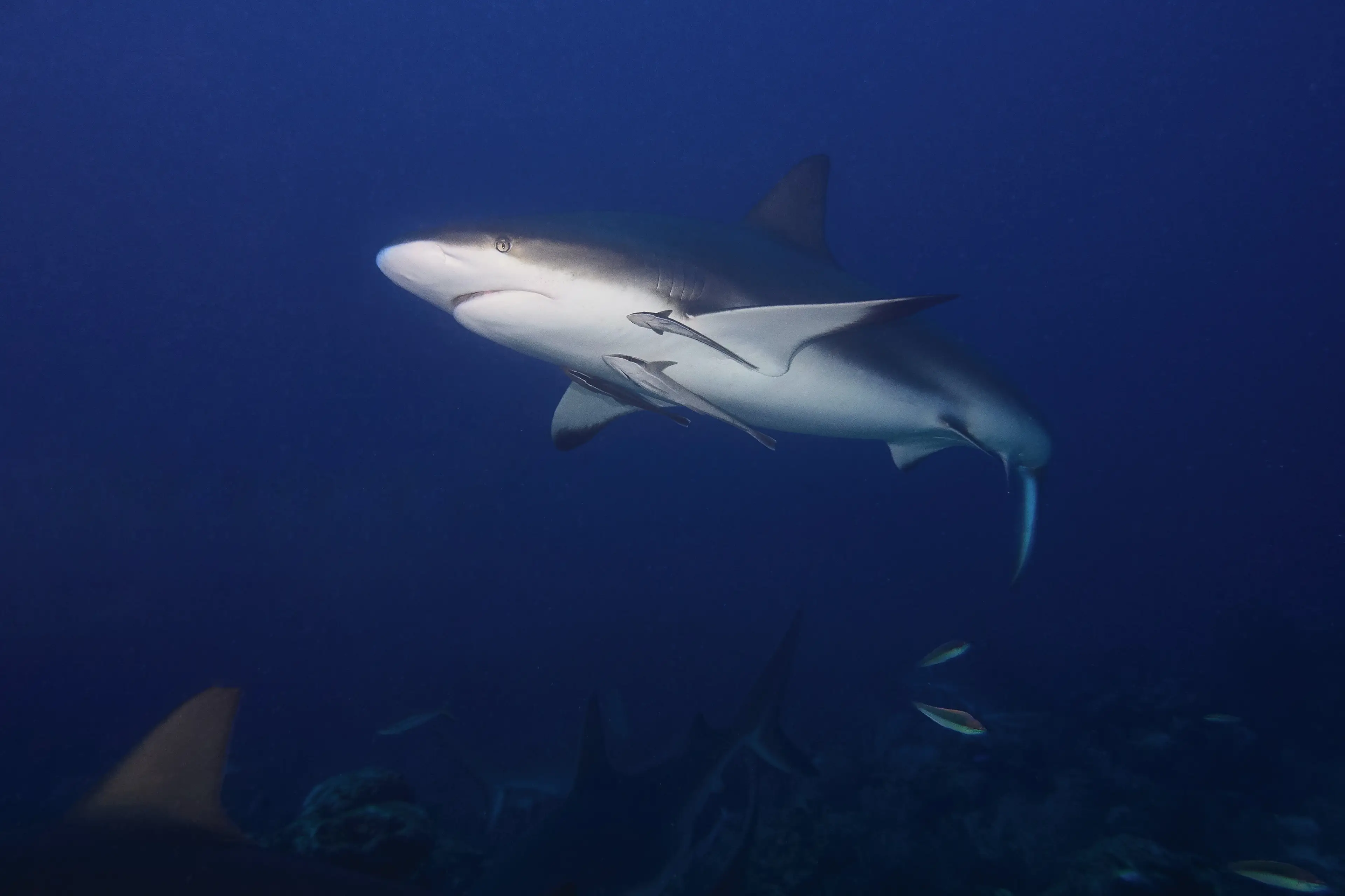 The Bull Shark is considered to be the most dangerous to humans.