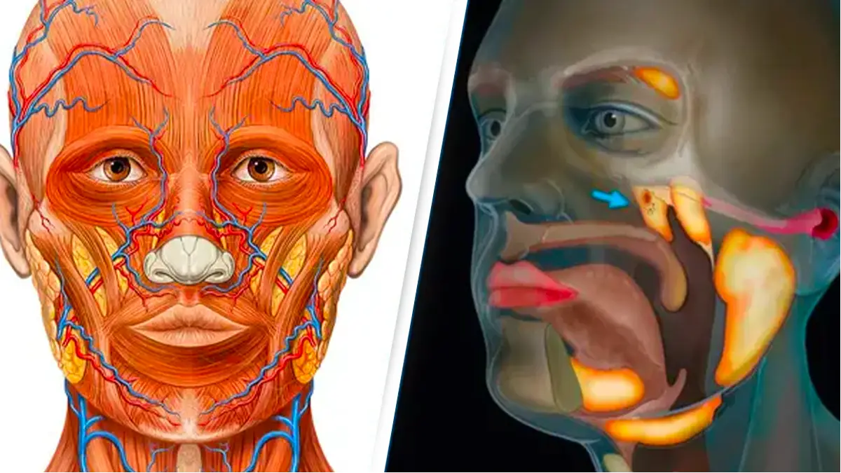 Patrick J. Lynch, medical illustrator/Netherlands Cancer Institute