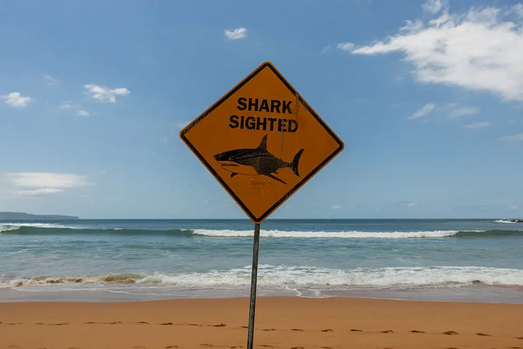 Australia has one of the highest rates of shark attacks in the world (Photo by Steve Christo - Corbis/Corbis via Getty Images)