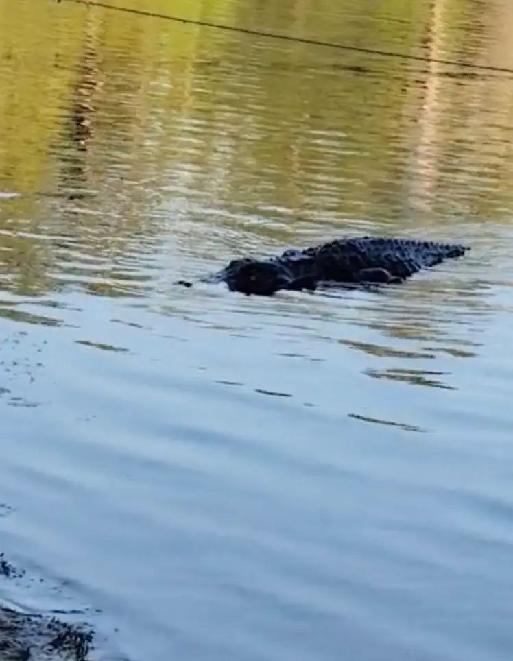 Fortunately, the girls managed to get out of the water.