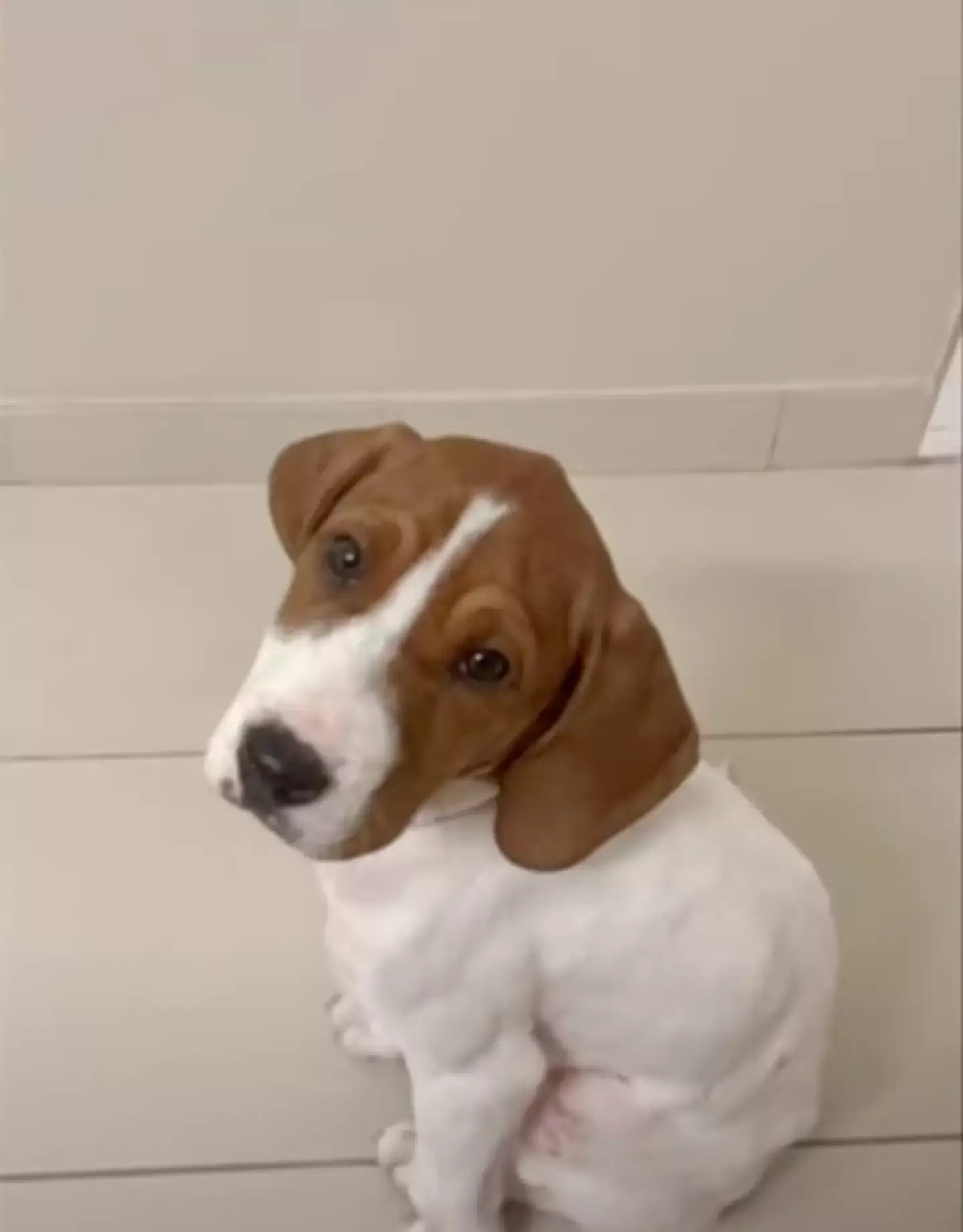 Pereira adopted Beau in 2022 (Fox 5/YouTube) 