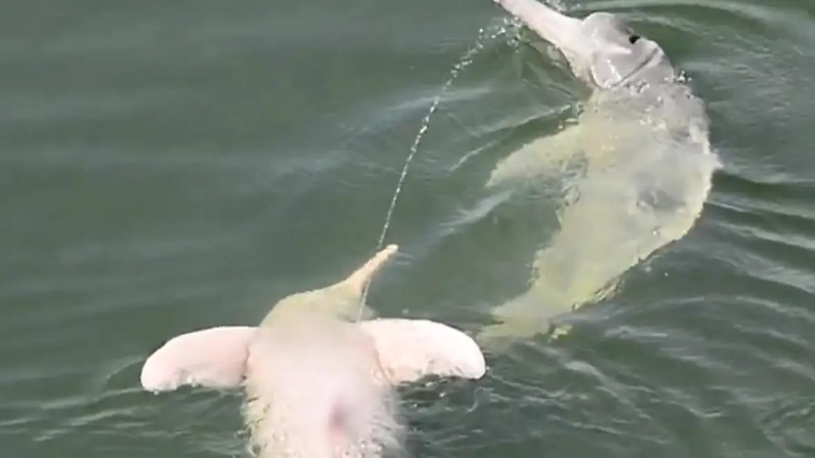 @‌newscientist/Twitter