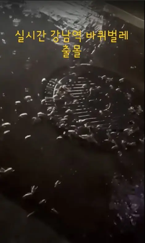 Cockroaches are common in South Korea's capital but the 'tidal wave' is a new phenomenon.