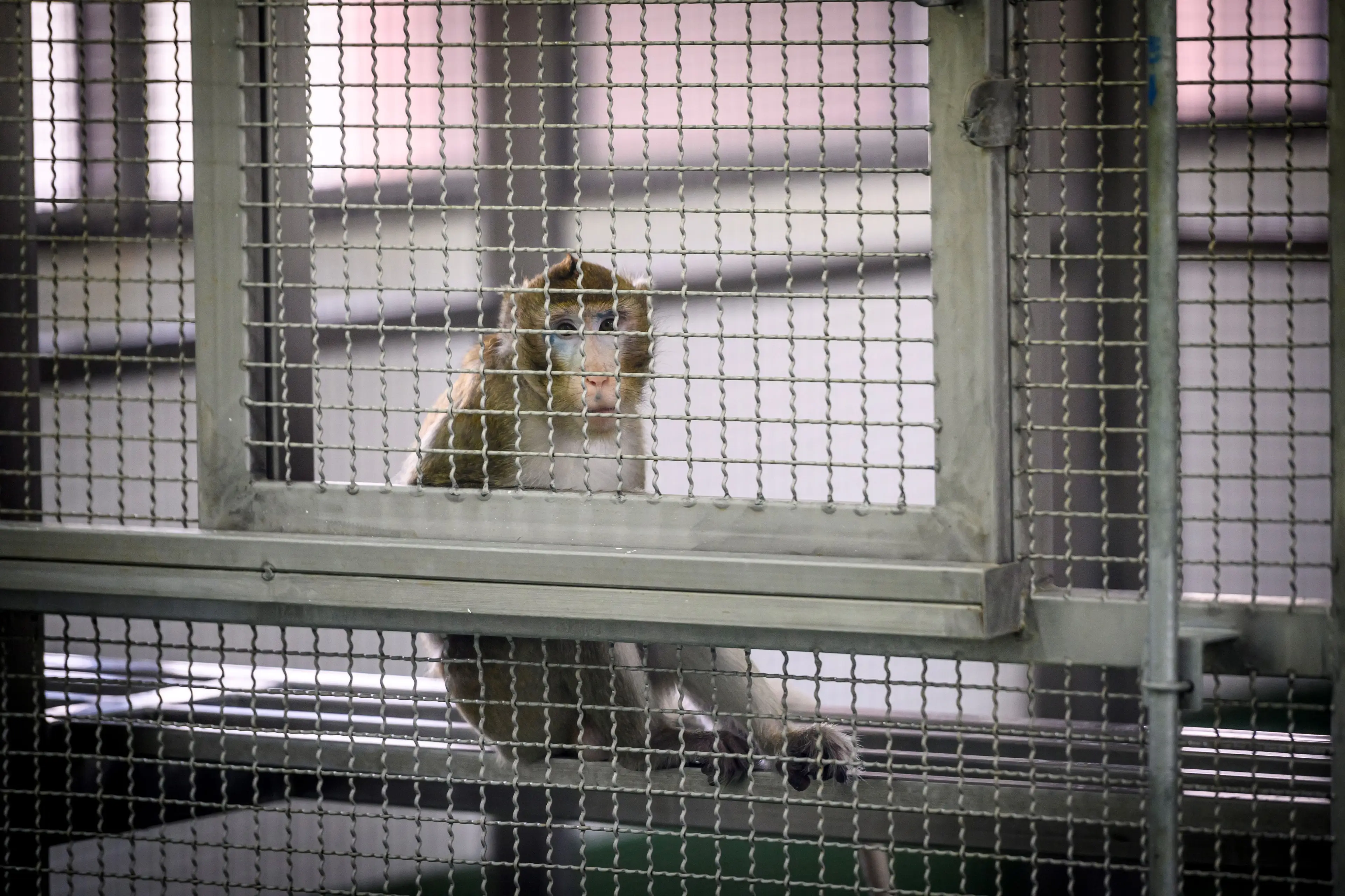 While 'organ sacks' sound gross, it would still beat caging thousands of monkey every year (MLADEN ANTONOV/AFP via Getty Images)