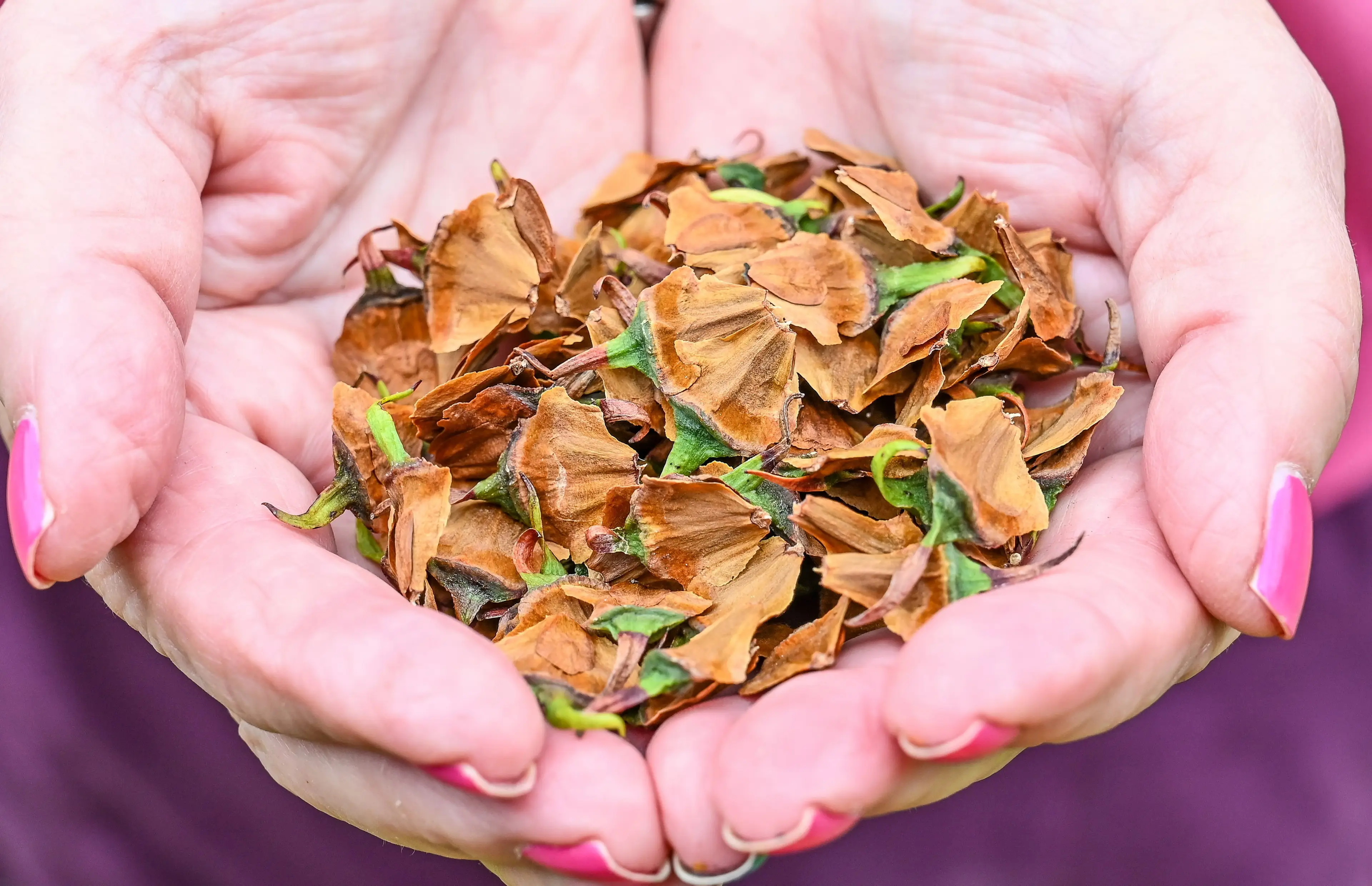 The couple are hoping to raise money for charity with the tree (Emma Trimble/SWNS)