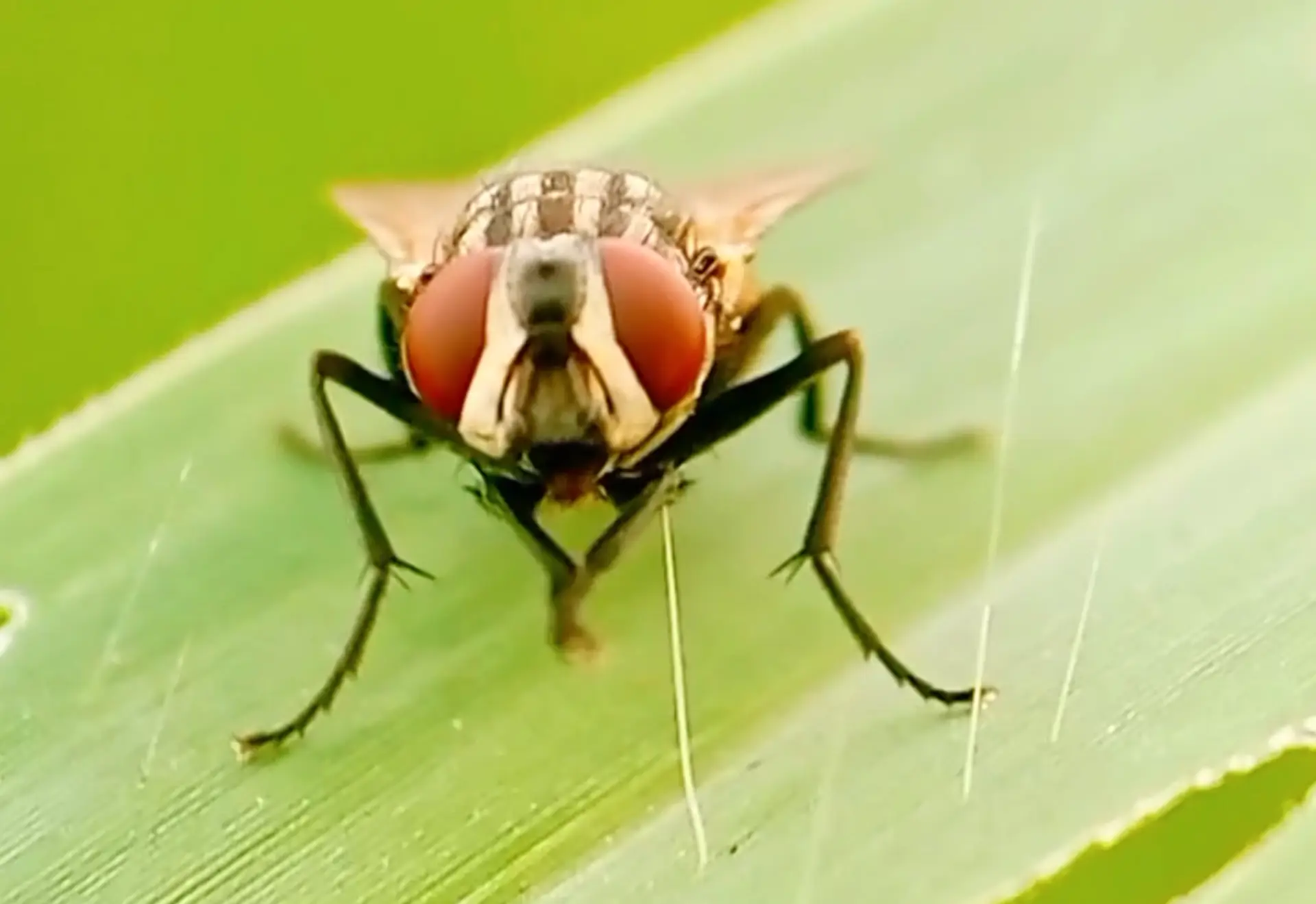 You know they are planning something from how they rub their hands (Getty Stock Image)