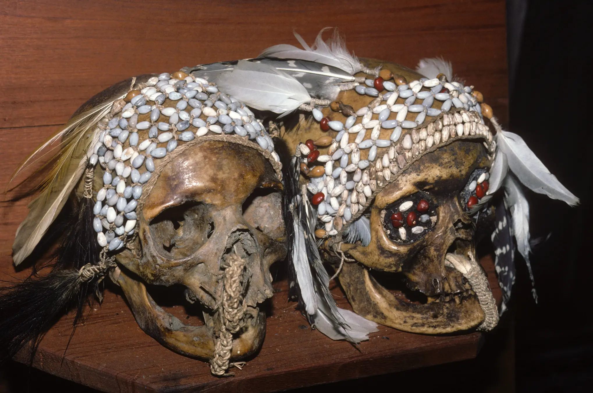 Asmat people decorated the skulls of ancestors (Francois Gohier/VW PICS/Universal Images Group via Getty Images)