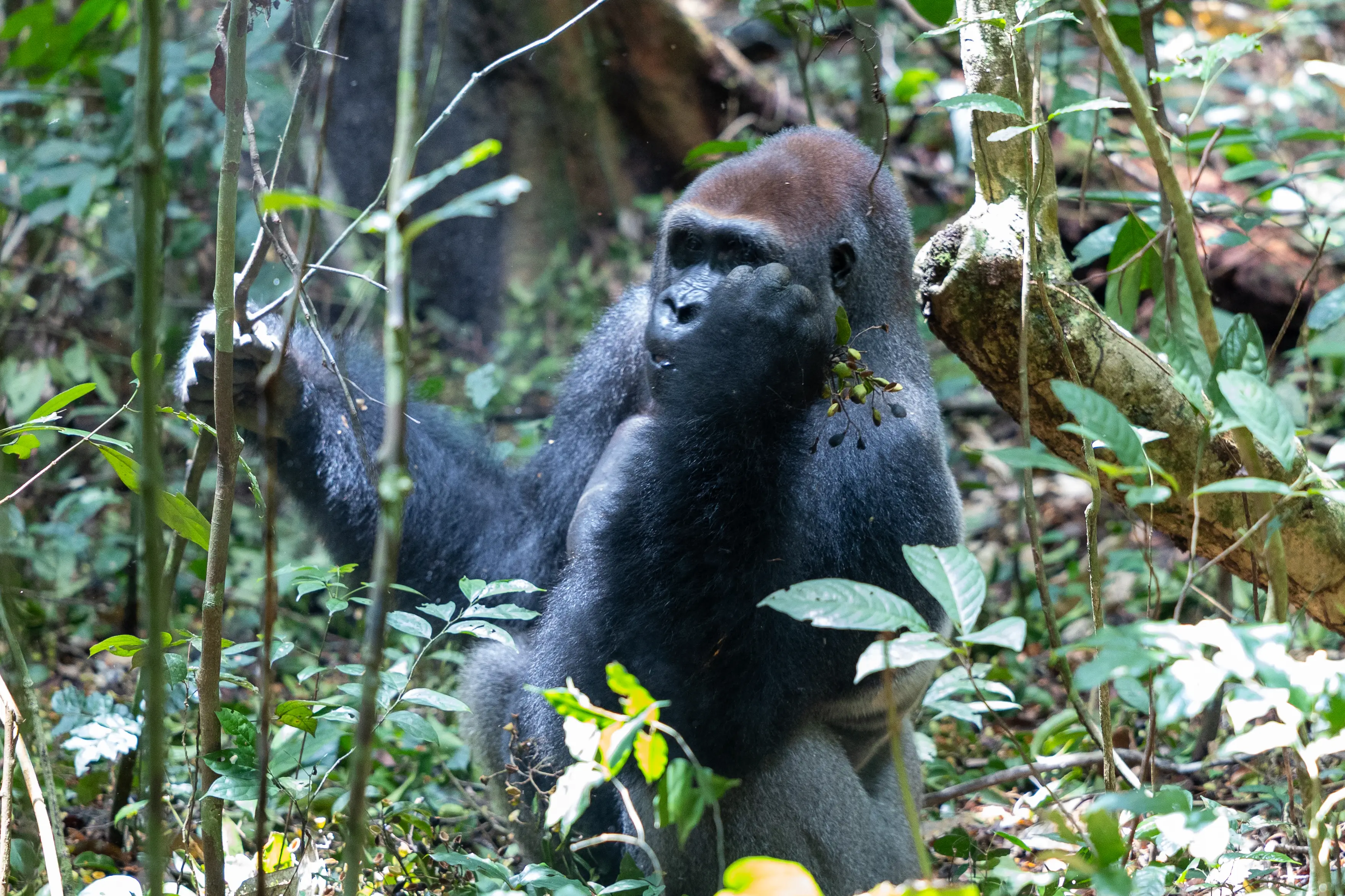 Ash found himself just five meters away from a Silverback gorilla (Will Perez)