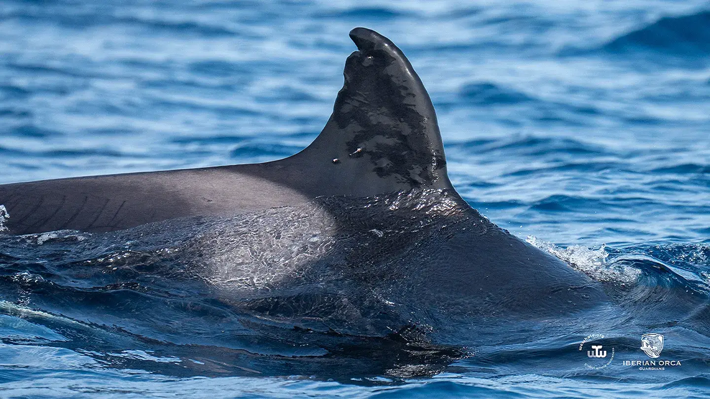 WeWhale Association and Iberian Orca Guardians