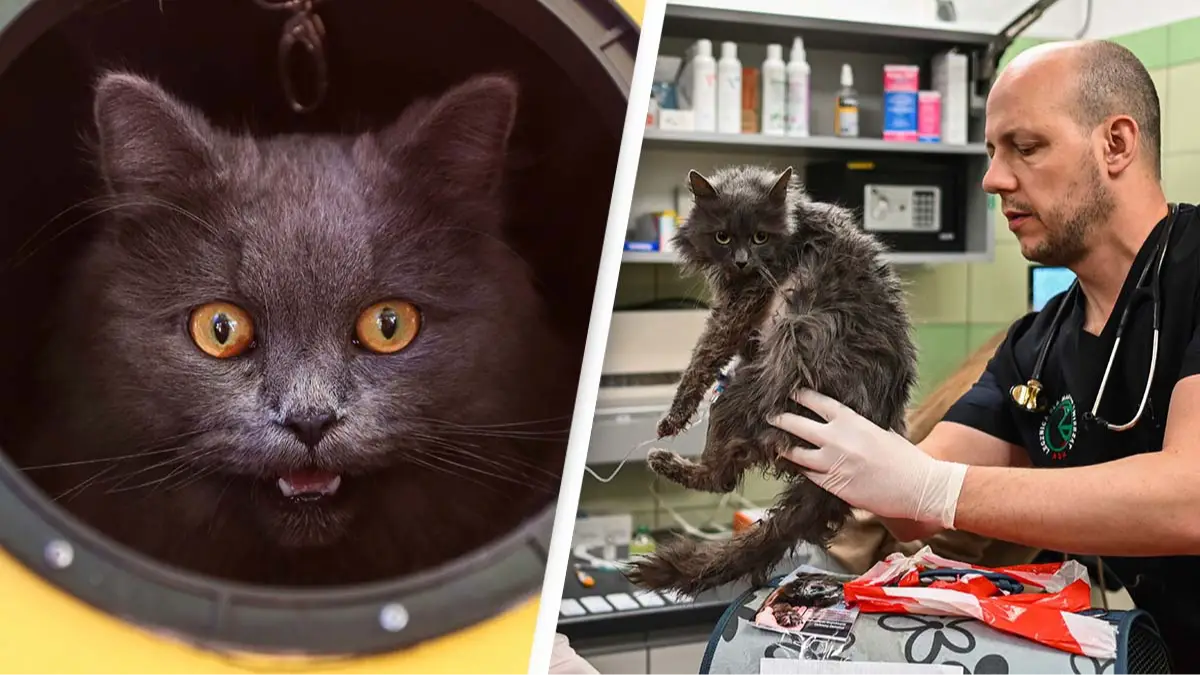 JAM STA ROSA/AFP via Getty Images / Omar Marques/Getty Images