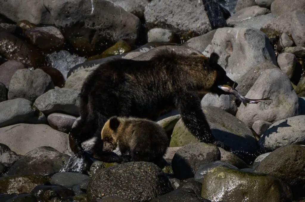 The Ussuri brown bear can be territorial and attack anything that comes into its path (Salwan Georges/The Washington Post via Getty Images)