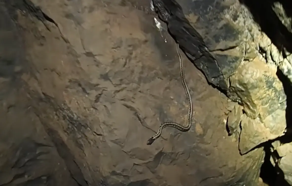 Beau quickly realised he wasn't alone in the well.