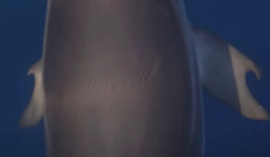 The 'thumbs' are a first of the kind.