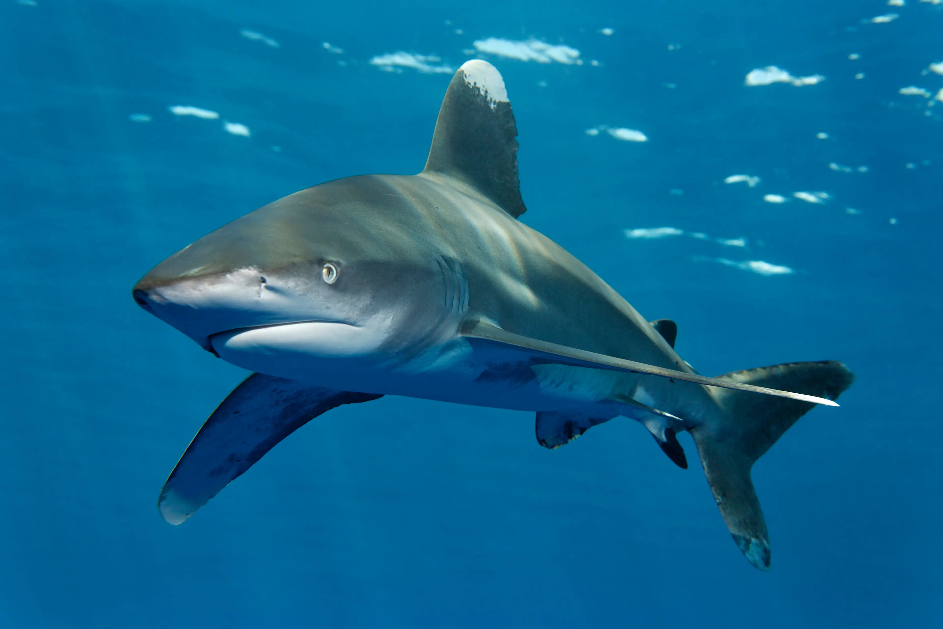 The Oceanic Whitetip is thought to be the type of shark which took most of the 150 victims.
