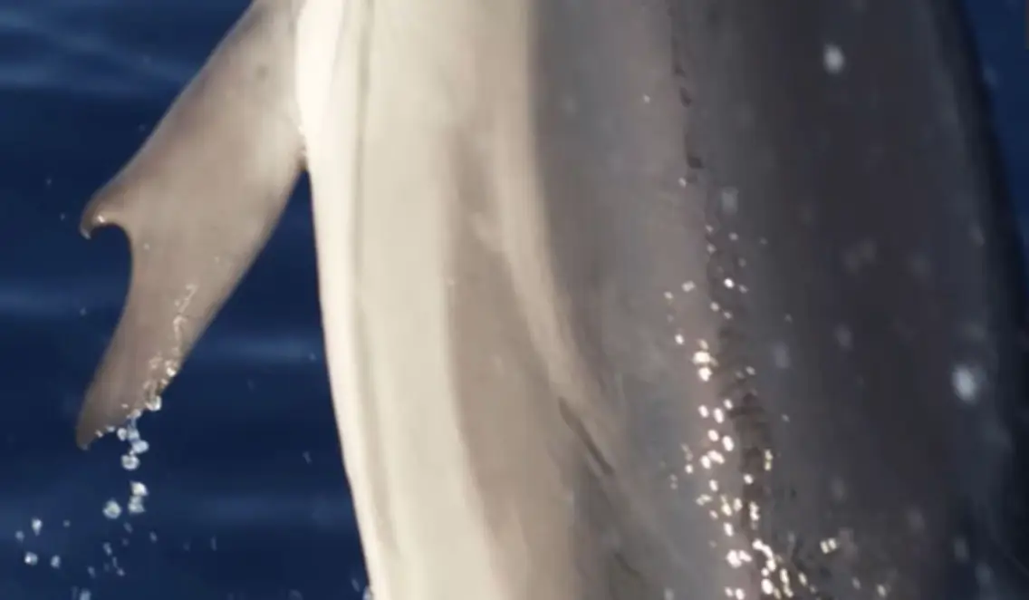 The dolphin photographed this summer.